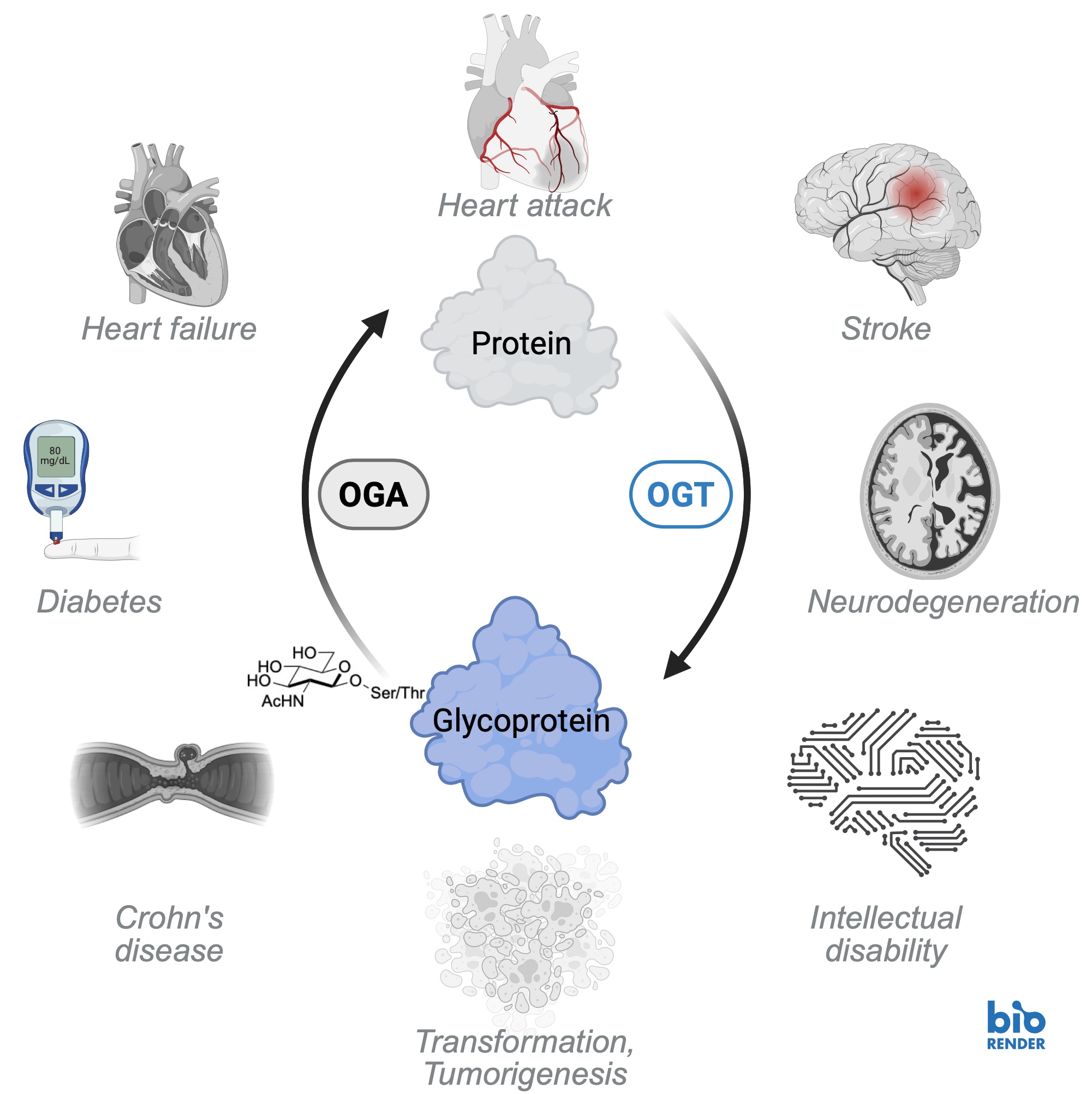 O-GlcNAc in Disease